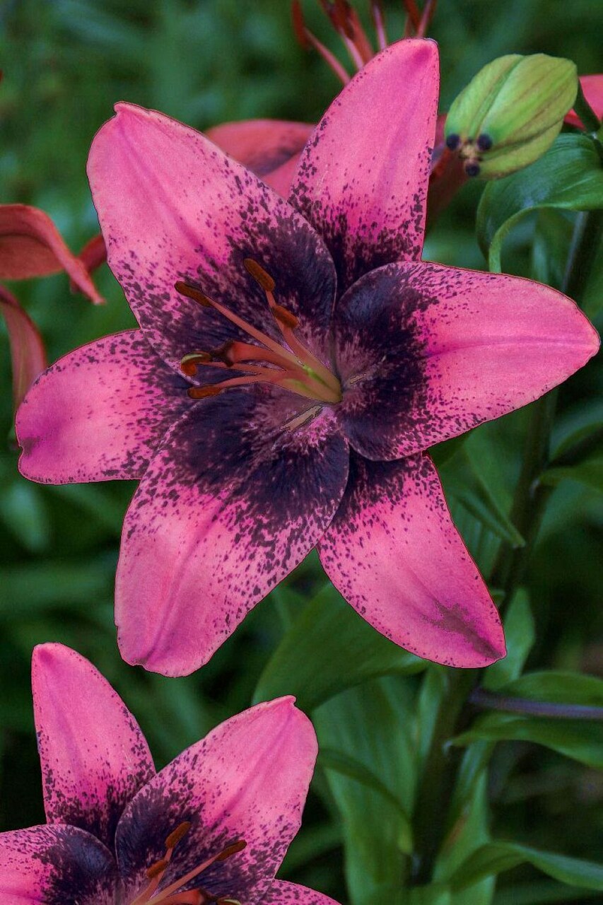 Purple Dream Asiatic Lily 3 Bulbs 12/14cm - Pink-Purple with Black Centers